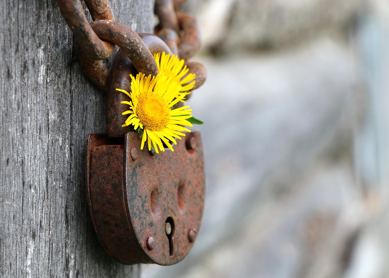 Photo of a rusty padlock and a daisy.